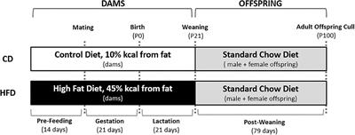 A Maternal High Fat Diet Leads to Sex-Specific Programming of Mechanical Properties in Supraspinatus Tendons of Adult Rat Offspring